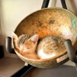 Pet Therapy